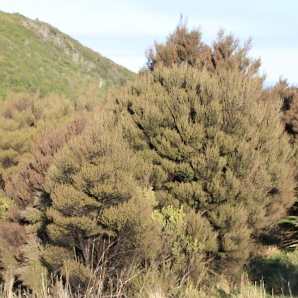 Leptospermum scoparium (Manuka)