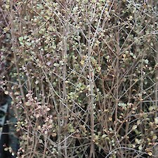 Lophomyrtus obcordatum V150 grade