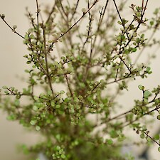 Lophomyrtus obcordata