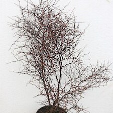 Muehlenbeckia astonii 2L grade