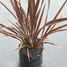 Phormium ’ Black Rage’