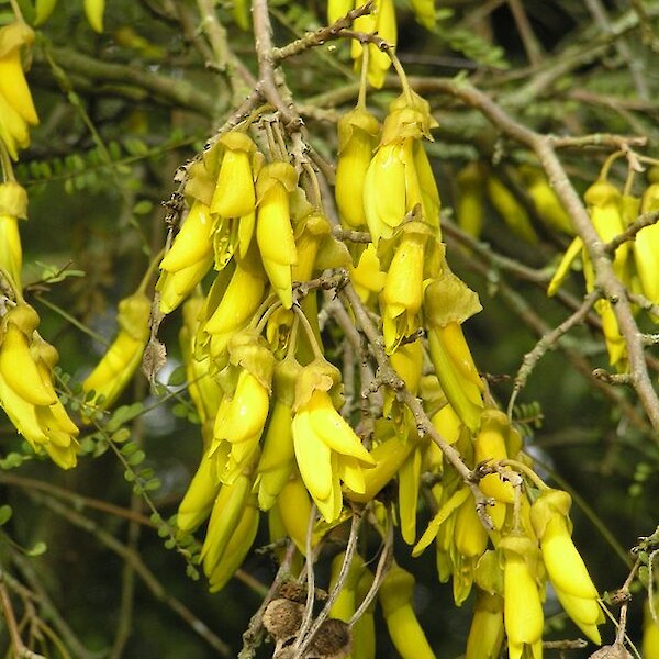 Sophora microphylla (South Island Kowhai) flowers