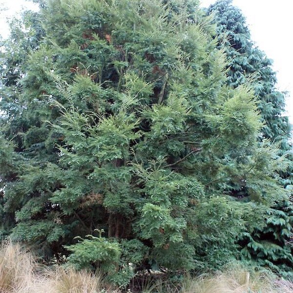 Nothofagus menziesii (Silver Beech)