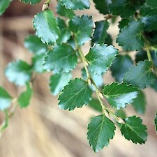 Nothofagus menziesii (Silver Beech) serrated leaf