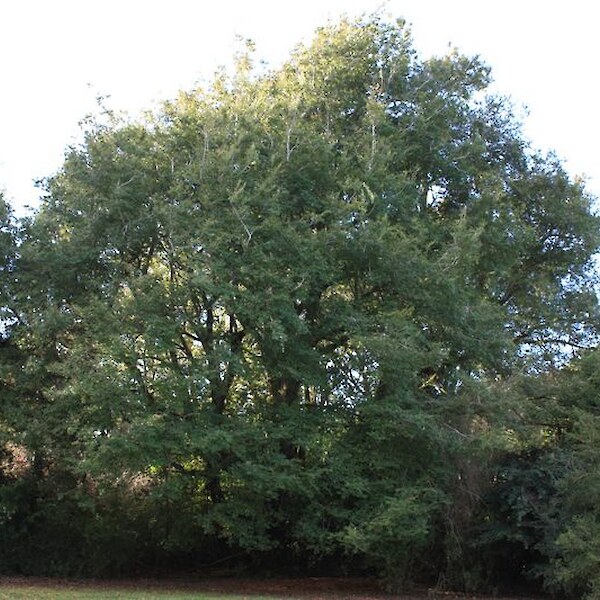 Nothofagus fusca (Red Beech)