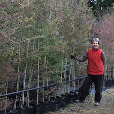 Nothofagus fusca (Red beech) PB18 grade
