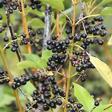 Aristotelia serrata black fruit
