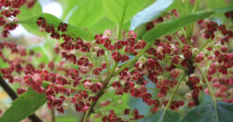 Aristotelia serrata • Pukerau Nursery