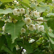 Hoheria lyallii (Mountain Lacebark) foliage