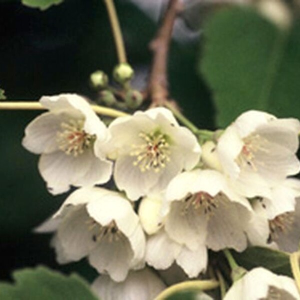 Hoheria lyallii (Mountain Lacebark) flower